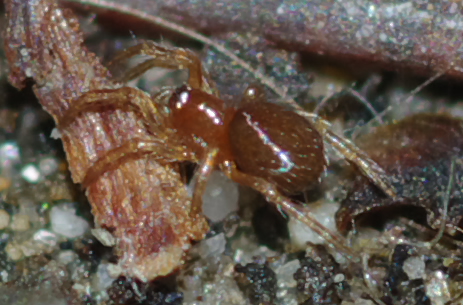 Theridiidae giovanissimo
